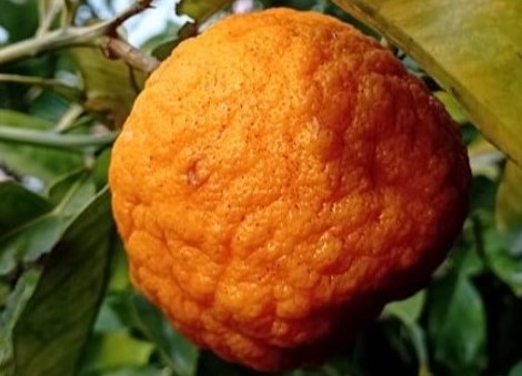 Cellulite: come si forma e cosa fare per prevenirla e per curarla