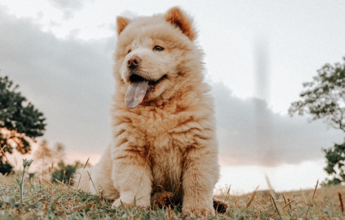 Storie di nomi: Chow Chow