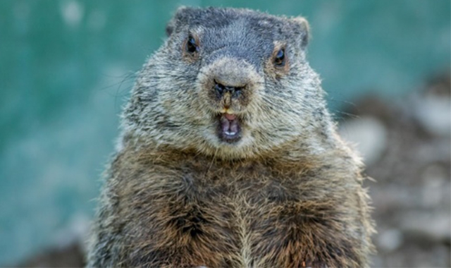Groundhog Day: il Giorno della marmotta